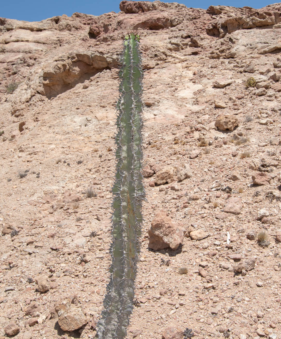 Изображение особи Euphorbia virosa.