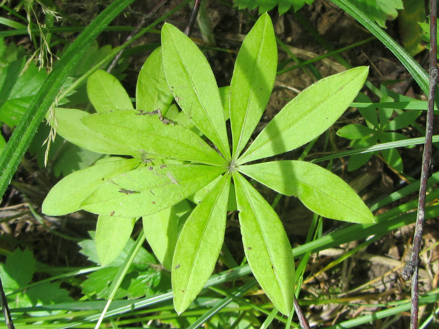 Image of Galium odoratum specimen.