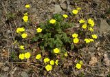 Potentilla rugulosa