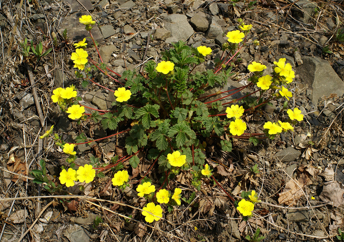 Image of Potentilla rugulosa specimen.