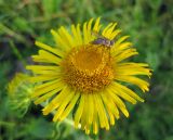 Inula britannica