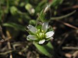 Cerastium semidecandrum. Цветок. Нидерланды, провинция Drenthe, национальный парк Drentsche Aa, заказник Gasterse Duinen, вересковая пустошь. 10 апреля 2011 г.