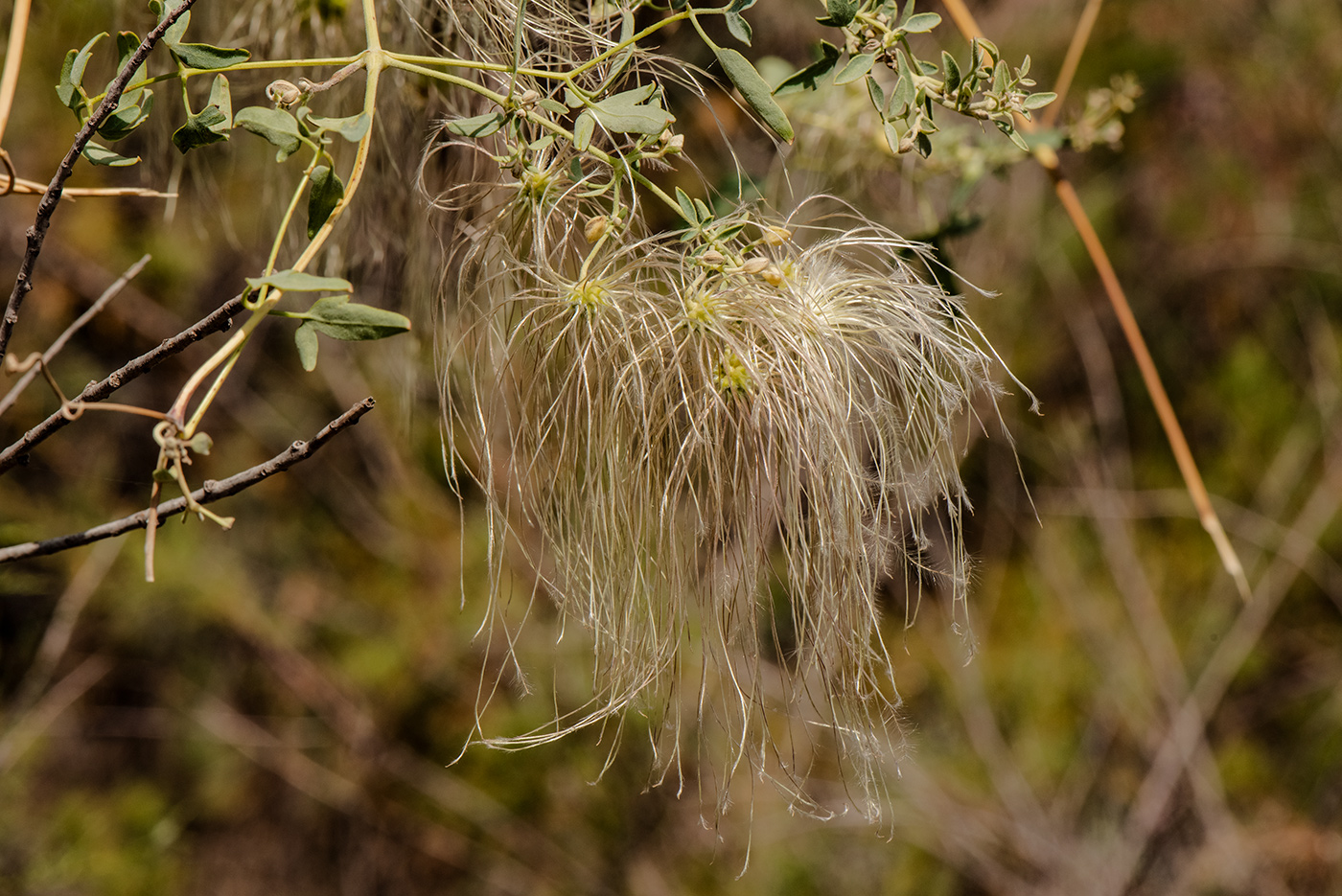 Изображение особи Clematis orientalis.