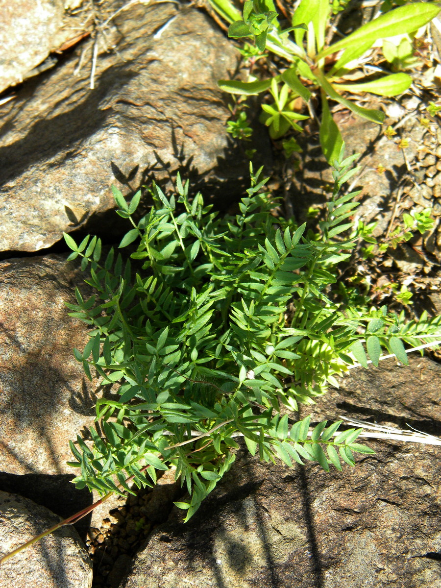 Изображение особи Oxytropis katangensis.