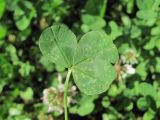 Trifolium repens