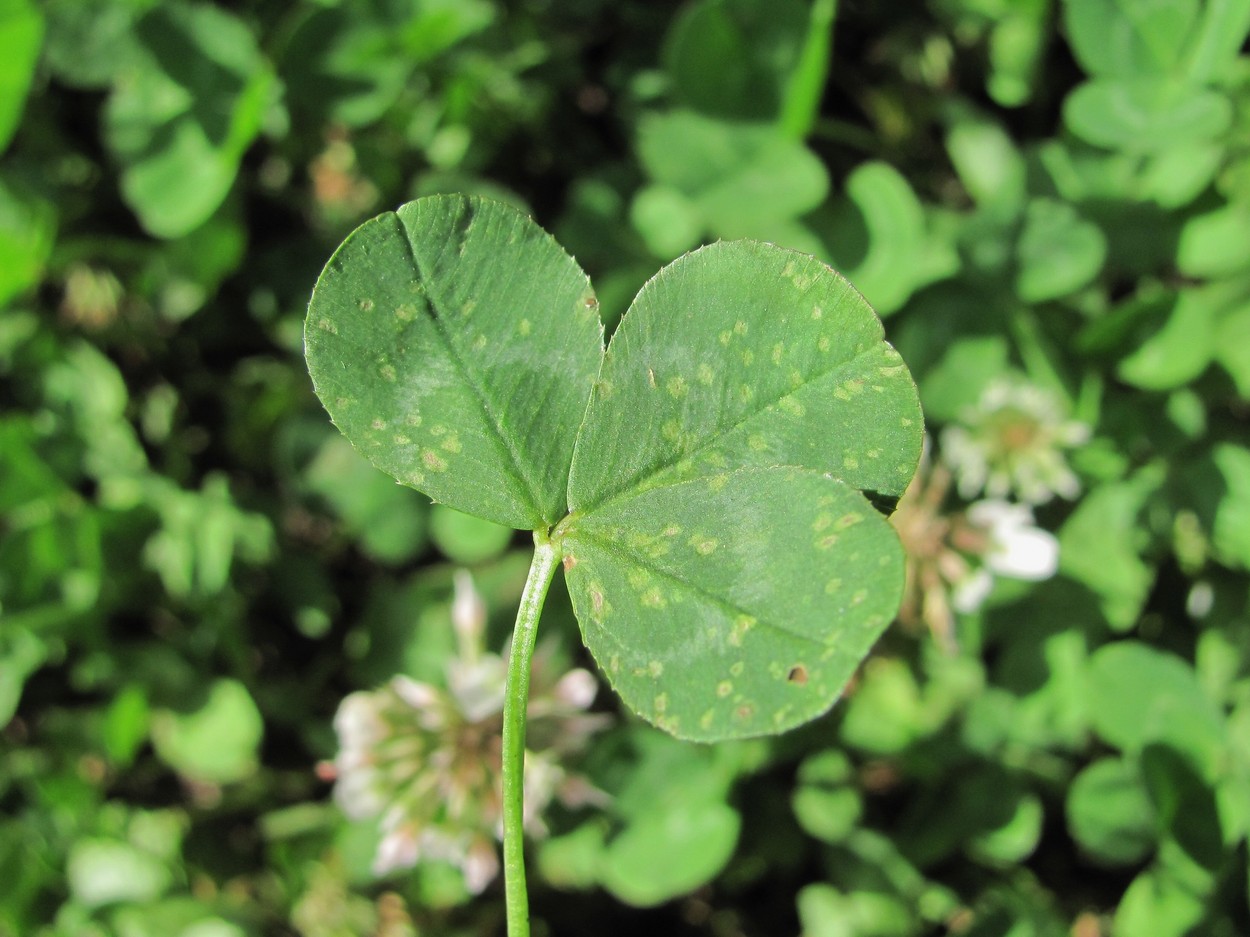 Изображение особи Trifolium repens.