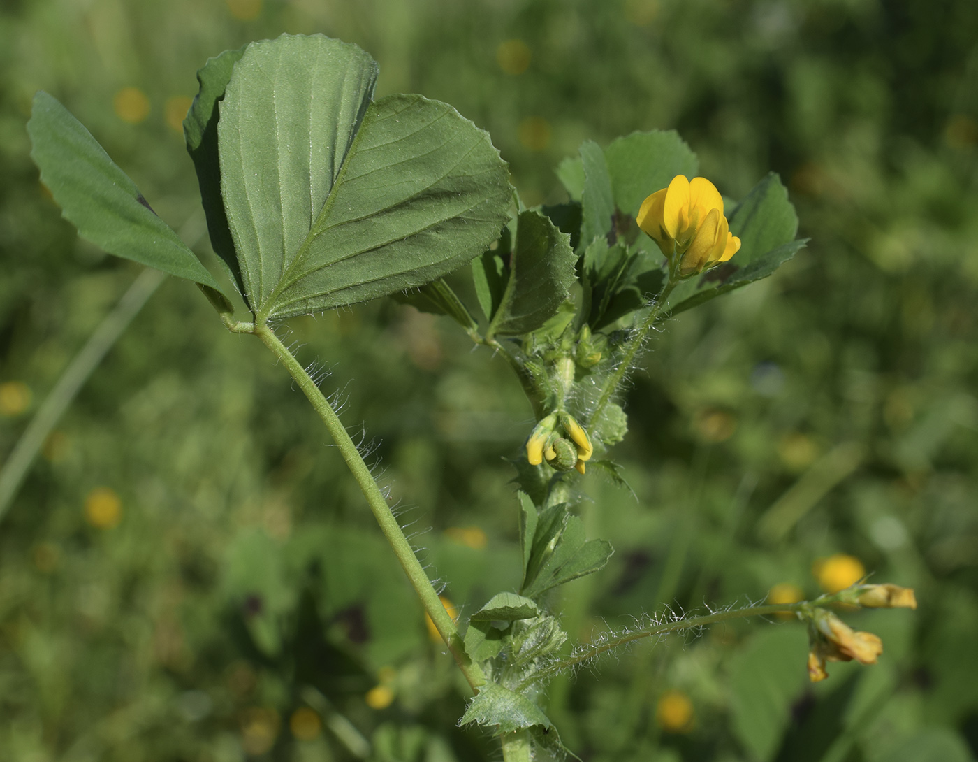 Image of Medicago arabica specimen.