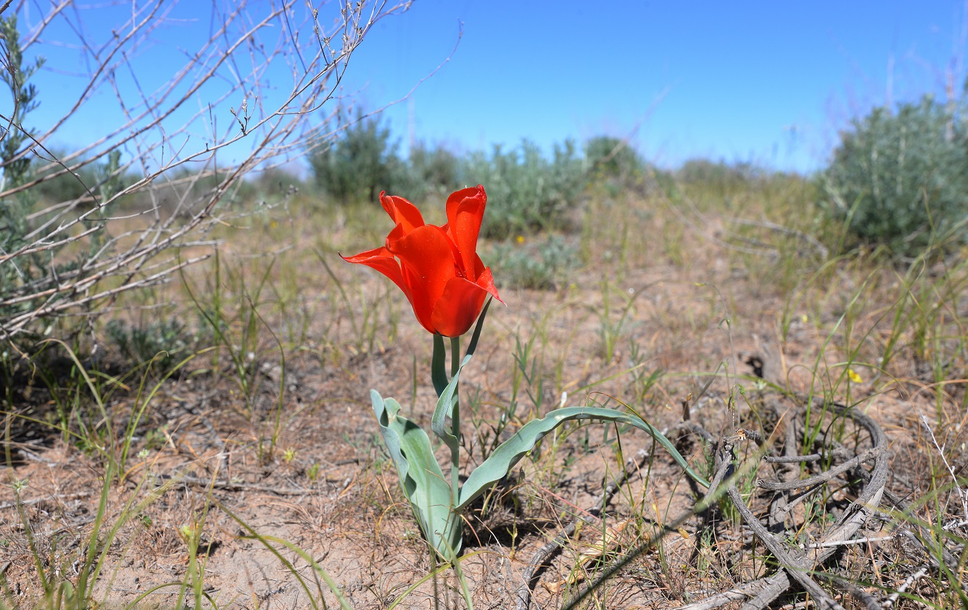Image of Tulipa borszczowii specimen.