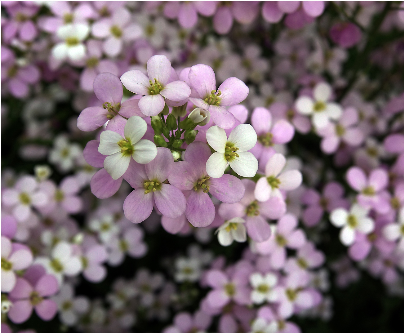 Изображение особи Arabis &times; arendsii.