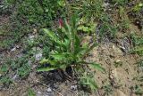 Leontodon caucasicus