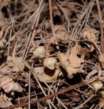 Convolvulus coelesyriacus