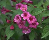 Weigela hybrida