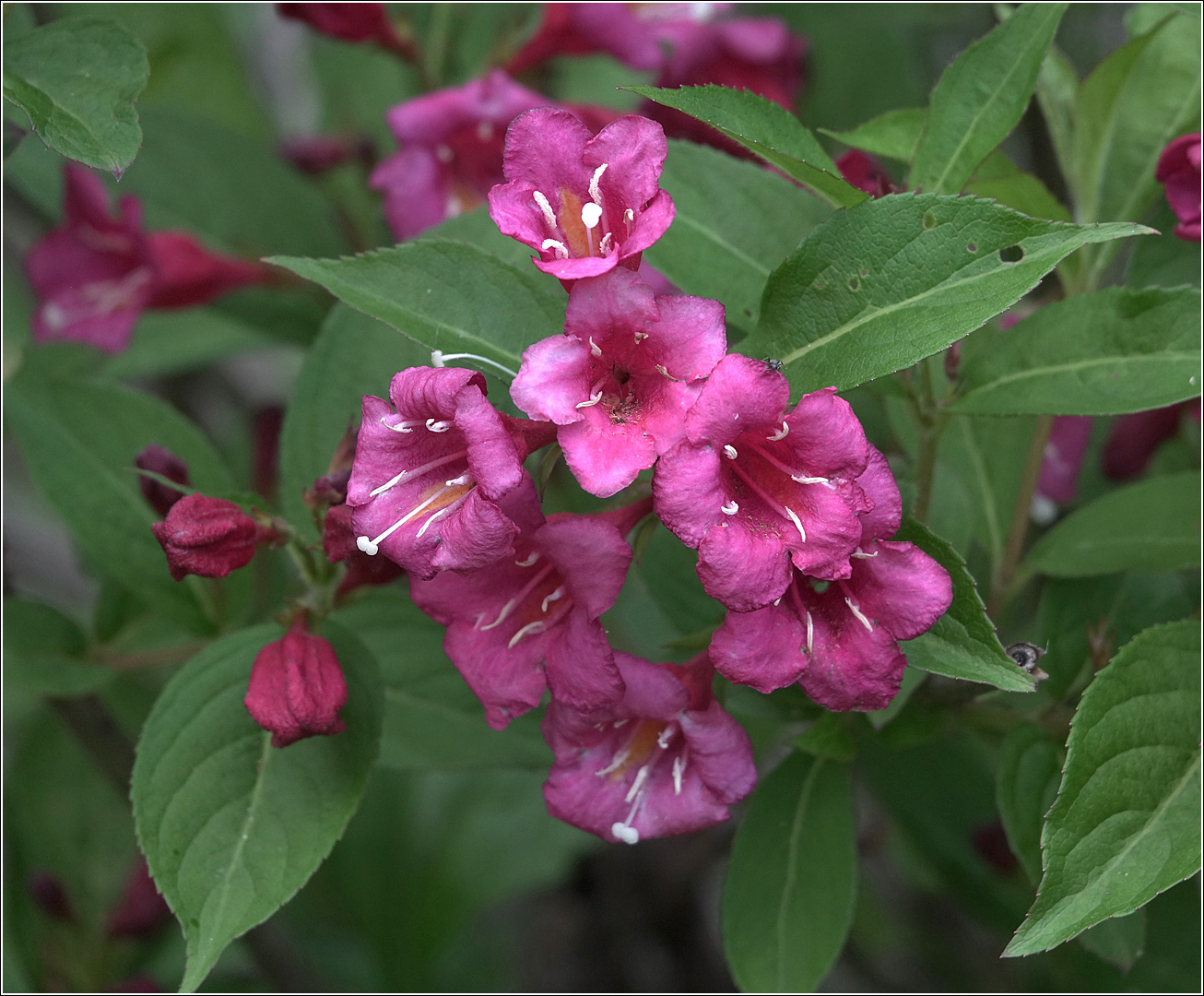 Image of Weigela hybrida specimen.