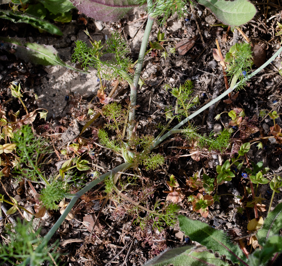 Изображение особи Artedia squamata.