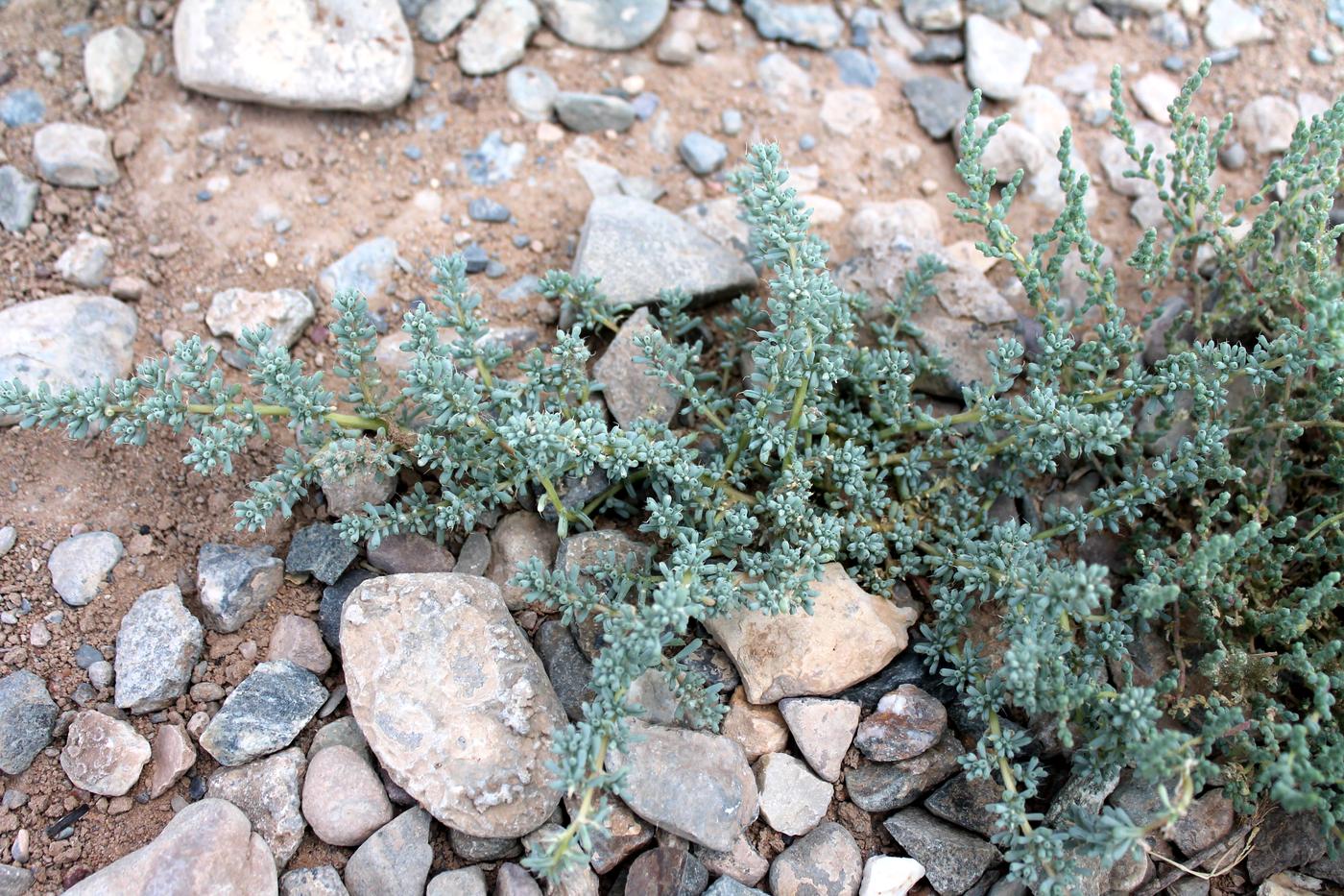 Изображение особи Halogeton glomeratus.