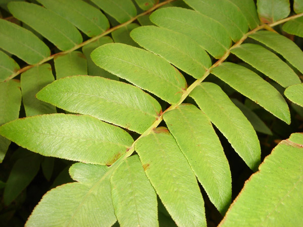 Image of Osmunda japonica specimen.