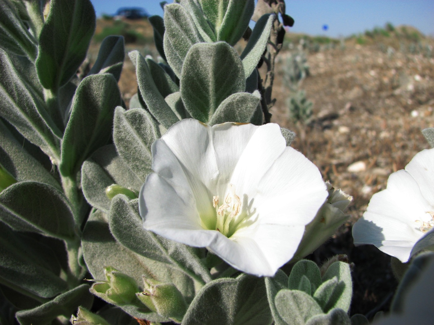 Изображение особи Convolvulus persicus.