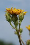 Picris hieracioides. Часть соцветия с цветущей и развивающимися корзинками и питающейся тлёй. Псковская обл., Псковский р-н, окр. дер. Филатова Гора; дол. р. Великая, разнотравно-злаковый пойменный луг. 29.07.2021.
