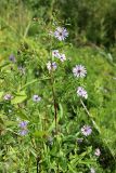 Symphyotrichum novi-belgii. Верхняя часть цветущего растения, обвитого Calystegia sepium. Республика Татарстан, г. Набережные Челны, Автозаводский р-н, парк «Прибрежный», заросли близ р. Кама. 11.08.2021.