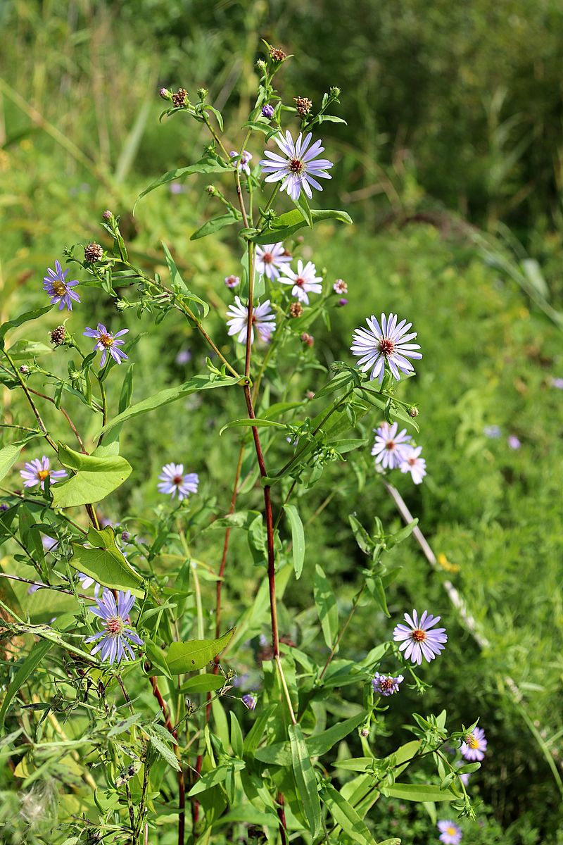 Image of Symphyotrichum novi-belgii specimen.