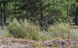 Artemisia campestris. Цветущие растения среди сухих стеблей тростника. Ленинградская обл., Выборгский р-н, Финский залив, о-в Лисий, песчаный береговой вал. 09.08.2020.