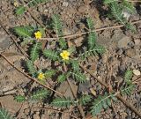 Tribulus terrestris