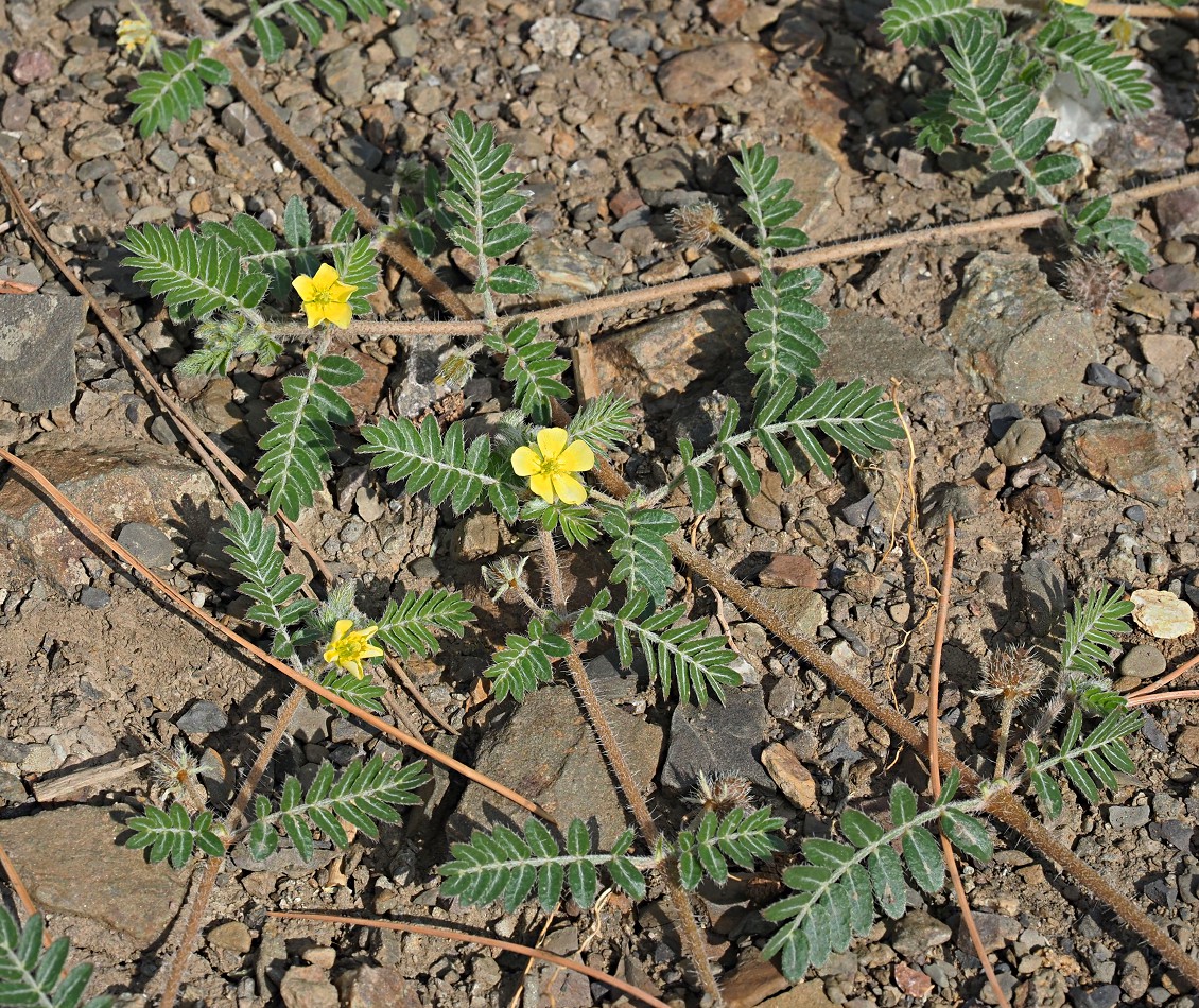 Изображение особи Tribulus terrestris.