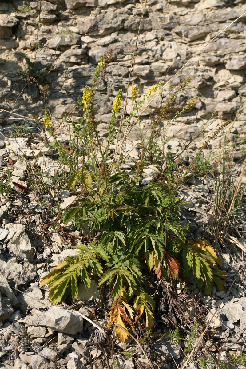 Изображение особи Agrimonia eupatoria.