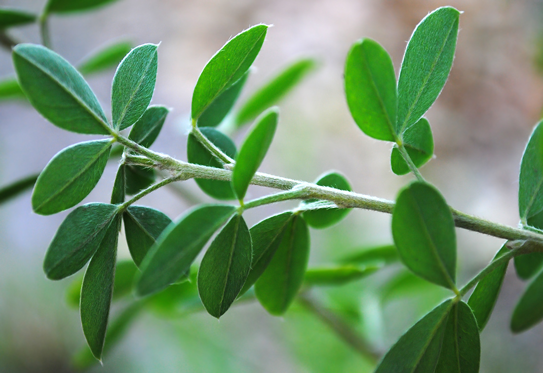 Image of genus Chamaecytisus specimen.