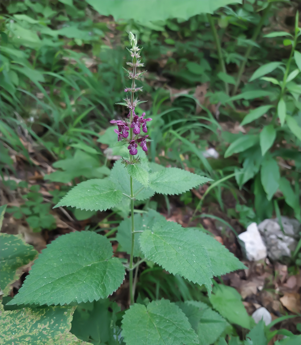 Изображение особи Stachys sylvatica.