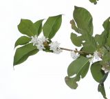 Osmanthus × fortunei. Верхушка веточки с соцветиями. Краснодарский край, г. Краснодар, парк \"Краснодар\". 15.10.2021.