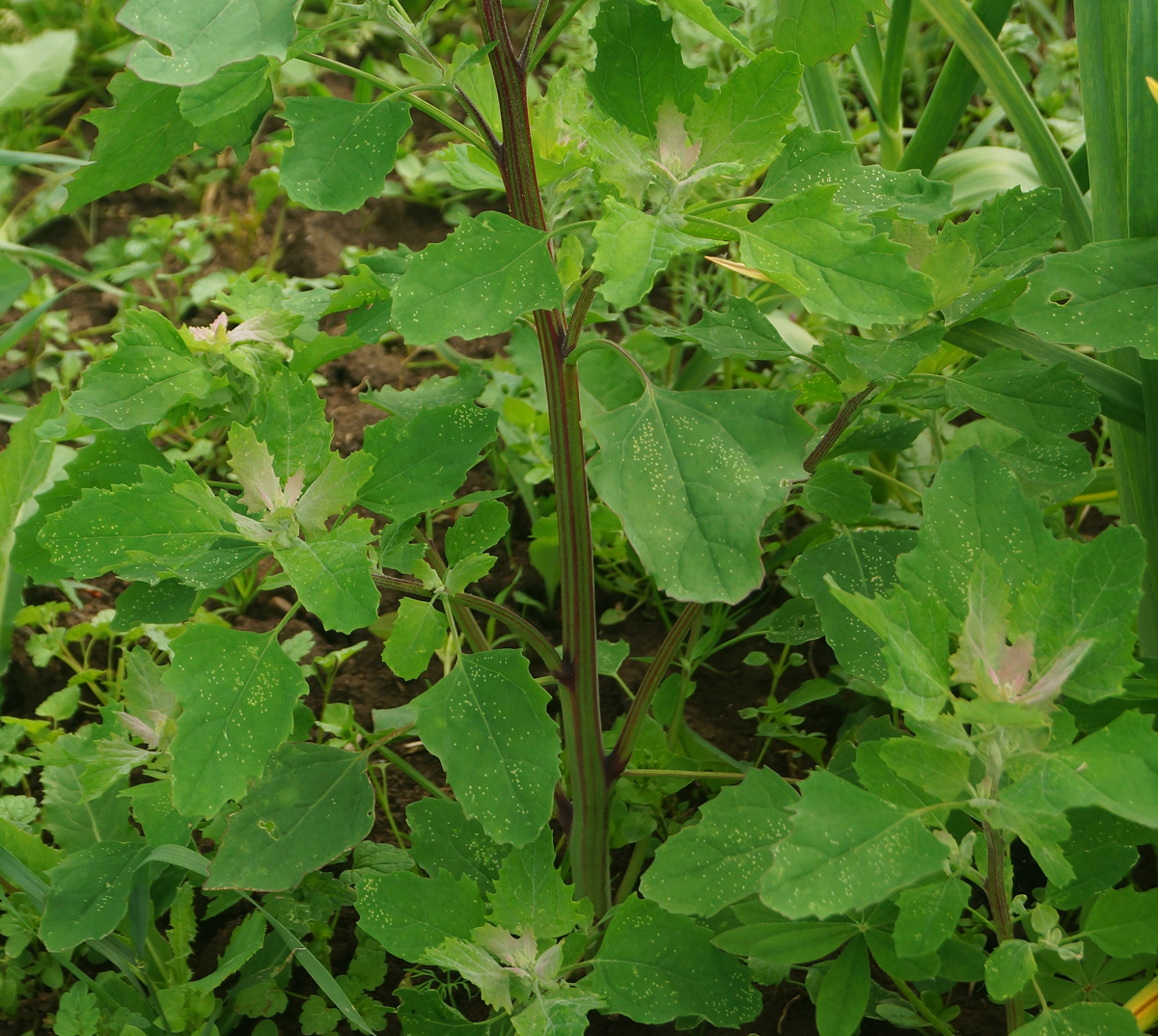 Изображение особи Chenopodium album.