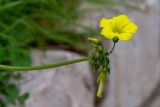 Oxalis pes-caprae