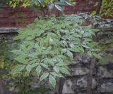 Acer mandshuricum