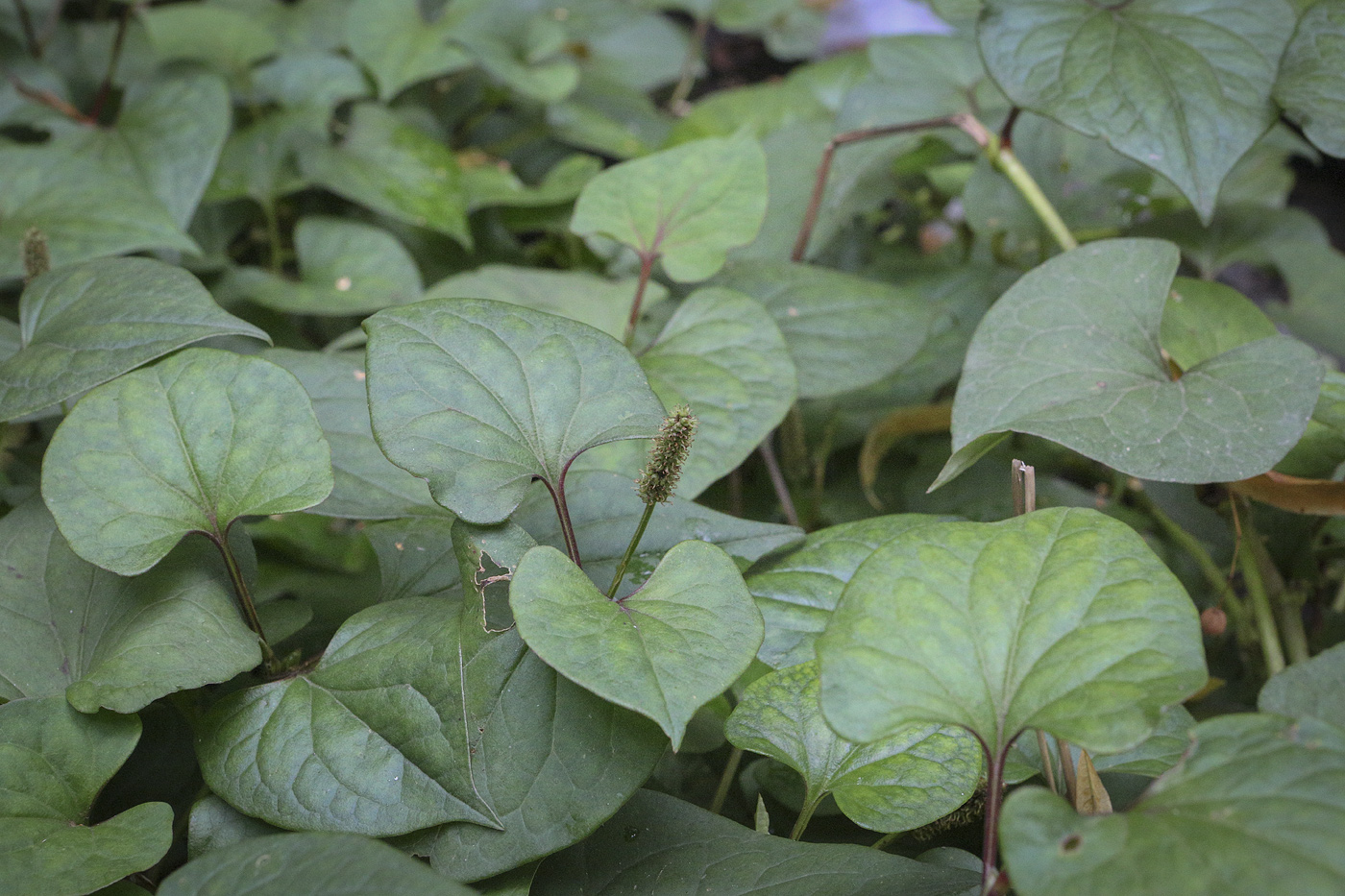 Изображение особи Houttuynia cordata.