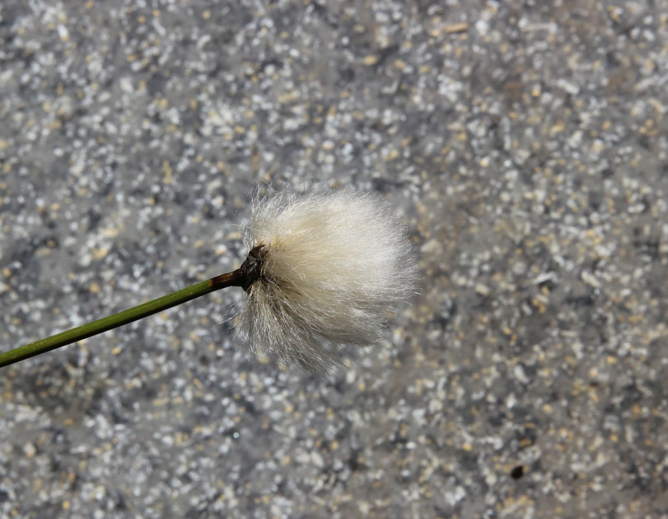 Изображение особи Eriophorum scheuchzeri.