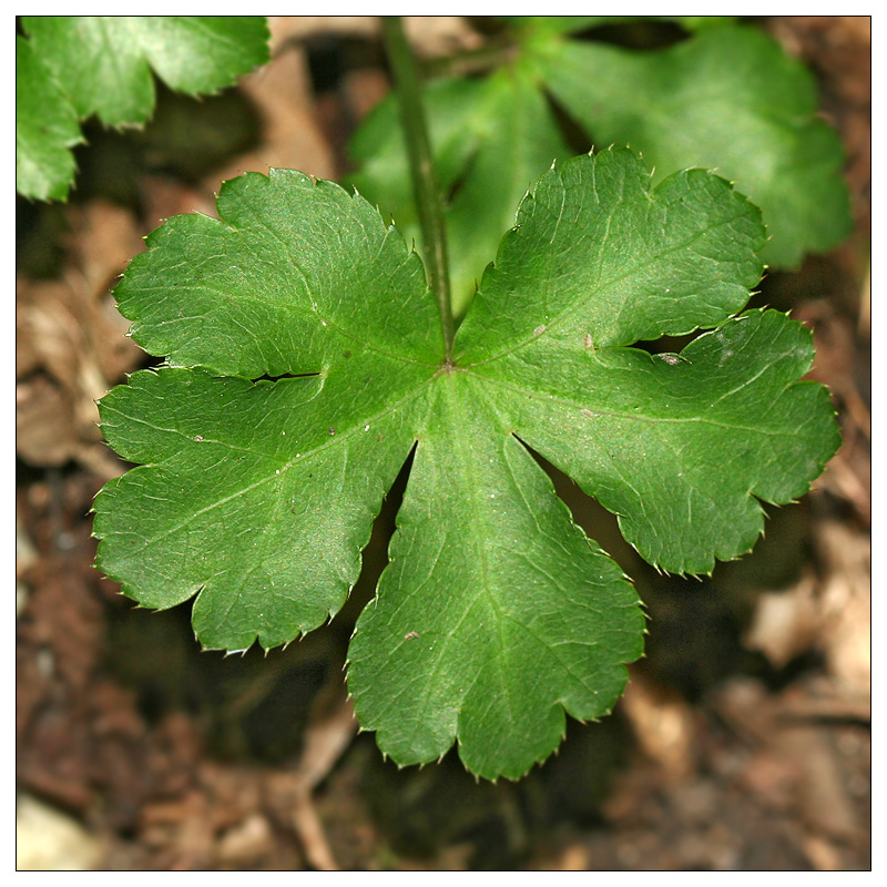 Image of Sanicula europaea specimen.