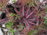 Geranium purpureum