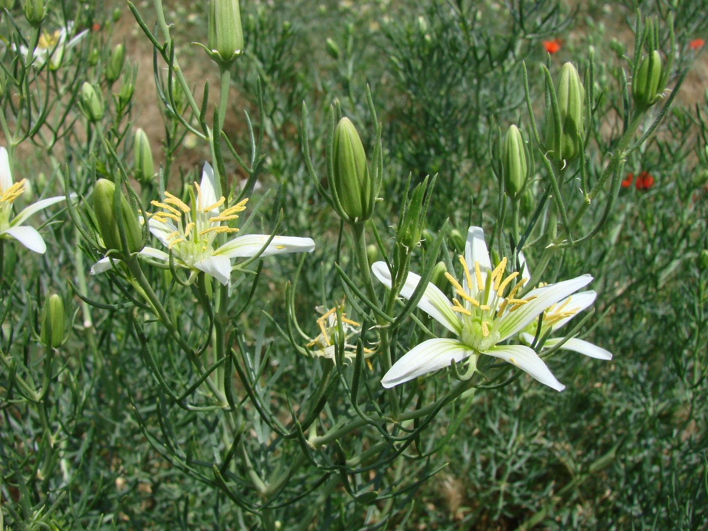 Image of Peganum harmala specimen.