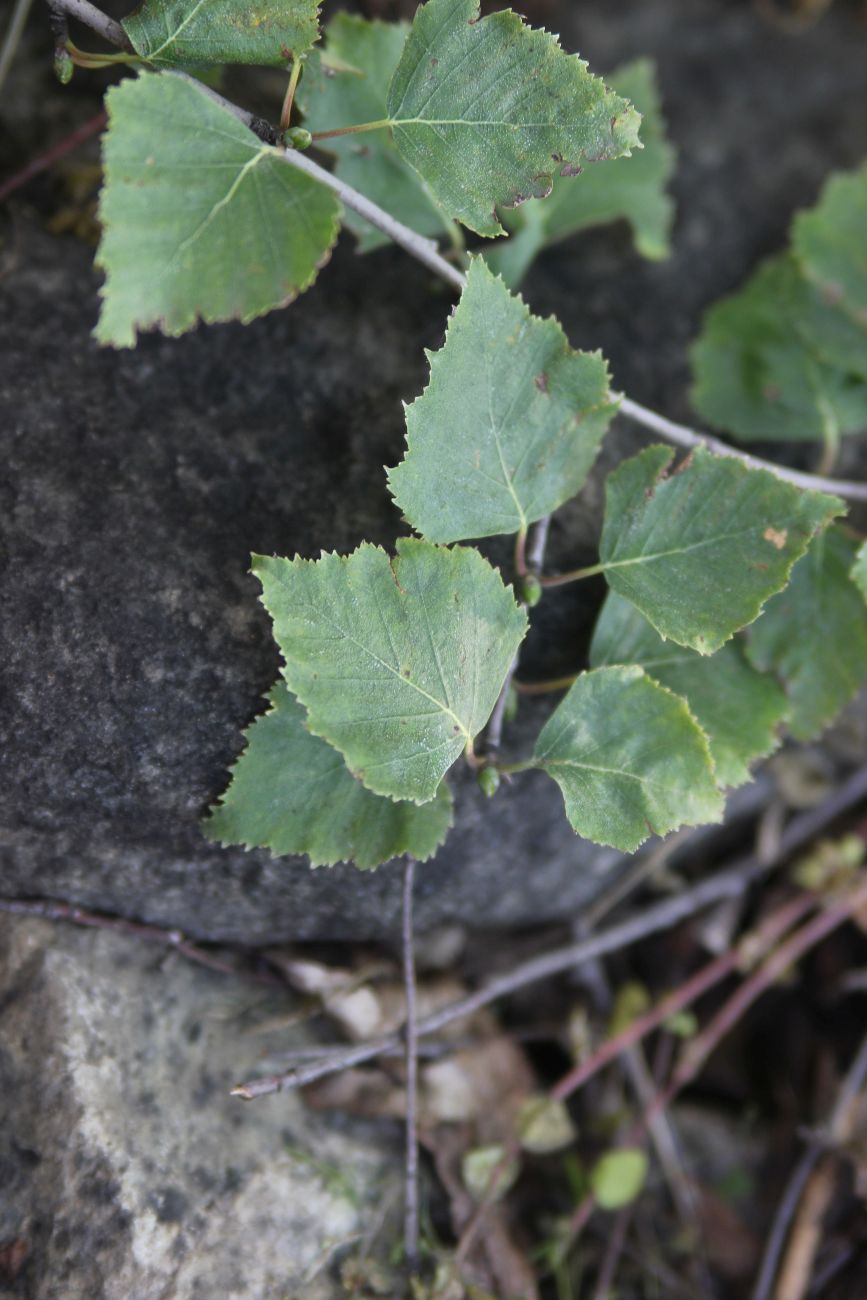 Image of genus Betula specimen.