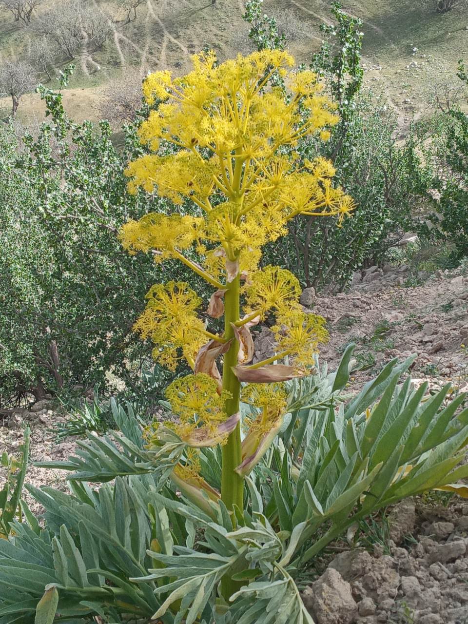 Изображение особи Ferula tadshikorum.