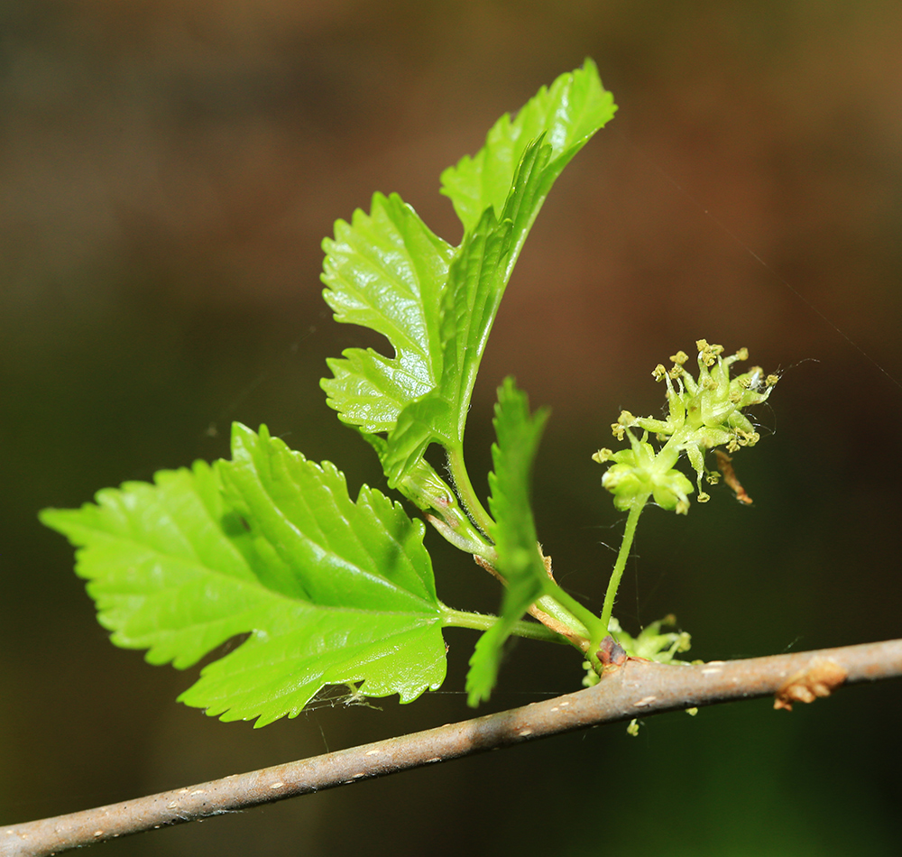 Изображение особи Morus alba.