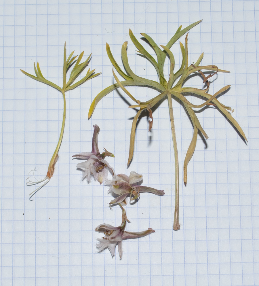 Image of Delphinium ithaburense specimen.