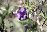 genus Ruellia. Цветок и листья. Мадагаскар, провинция Тулеария, регион Ациму-Андрефана, Arboretum d'Antsokay. 04.12.2019.