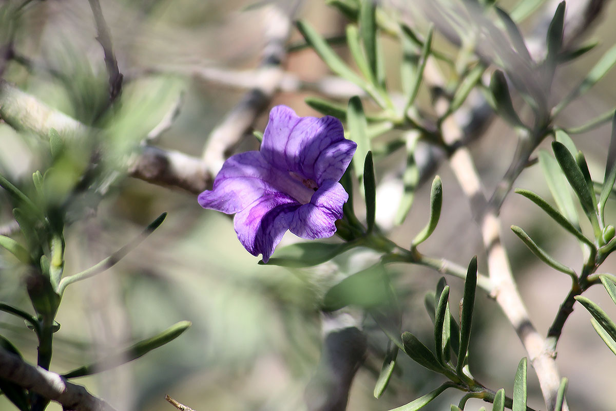 Изображение особи род Ruellia.