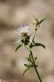 Centaurea iberica