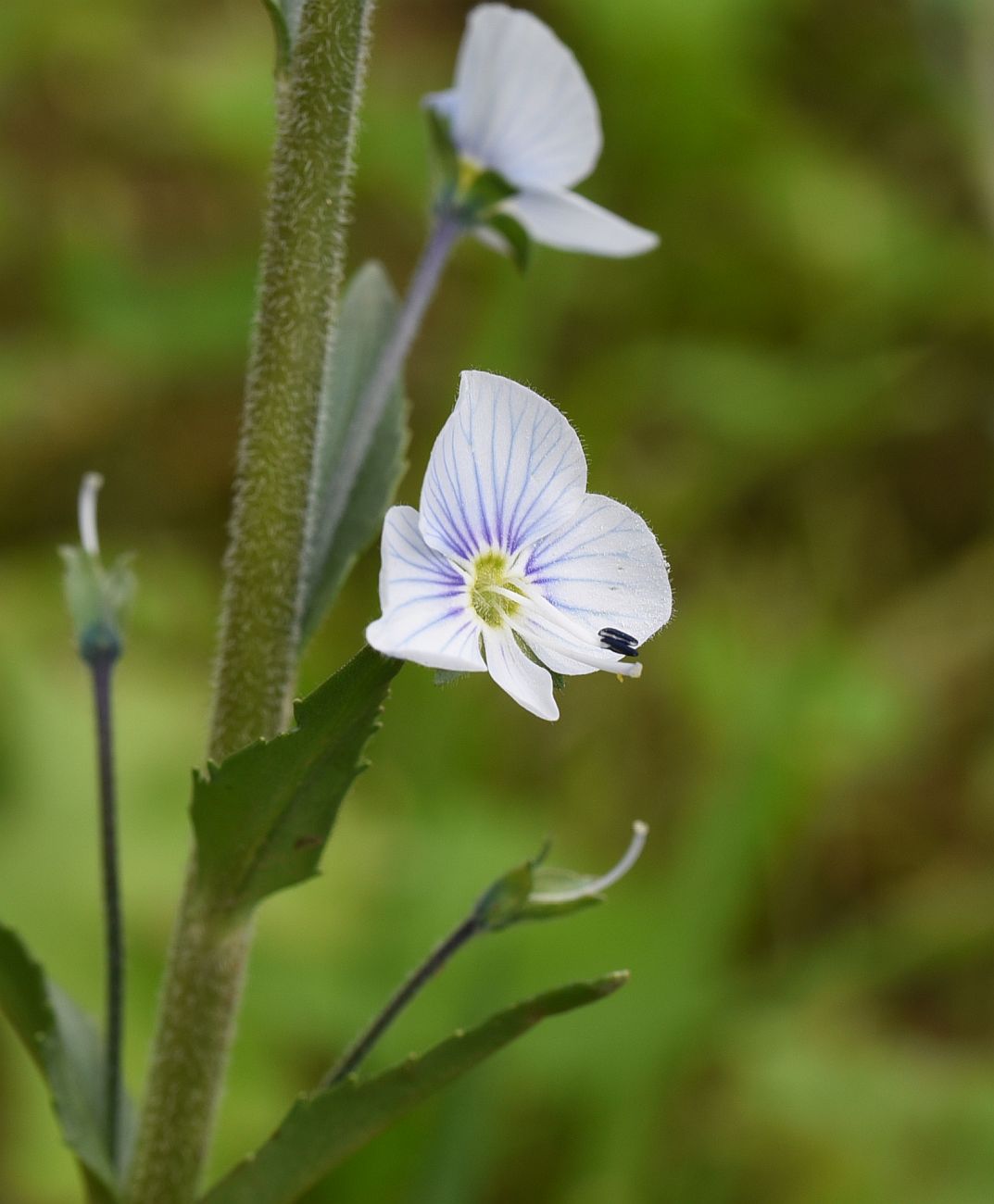 Image of Veronica gentianoides specimen.