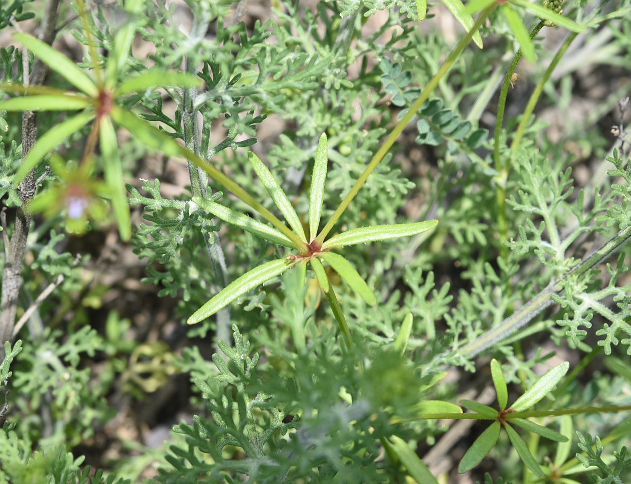 Image of Asperula setosa specimen.