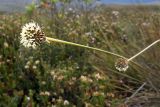 Gymnoschoenus sphaerocephalus. Побег с соцветием. Австралия, штат Тасмания, заповедник \"Arthur-Pieman\". 27.12.2010.