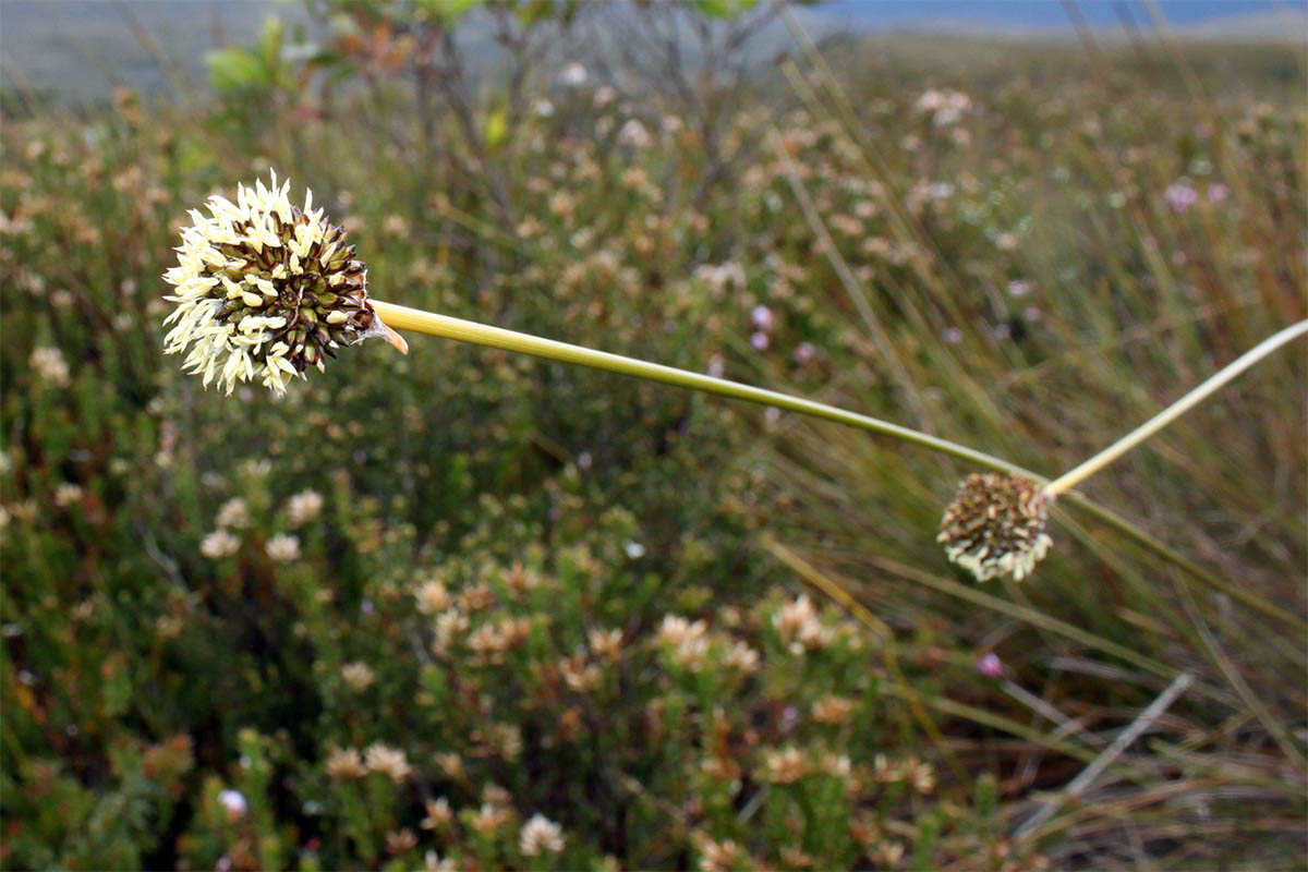 Image of Gymnoschoenus sphaerocephalus specimen.